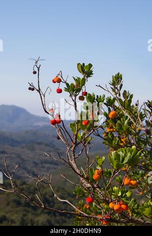 Fruits mûrs et presque mûrs sur un arbre de fraise dans un paysage grec Banque D'Images