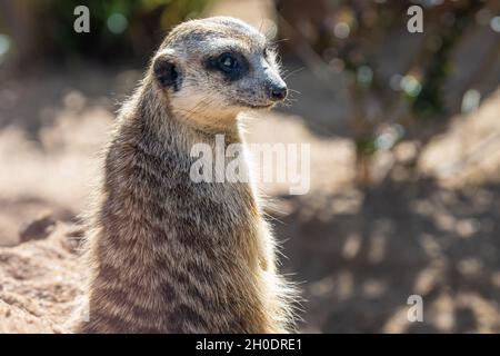 Alertez les méerkat à queue élancée (Suricata suricata) sur le belvédère de la zone d'exposition de la savane africaine au zoo d'Atlanta, près du centre-ville d'Atlanta, en Géorgie.(ÉTATS-UNIS) Banque D'Images