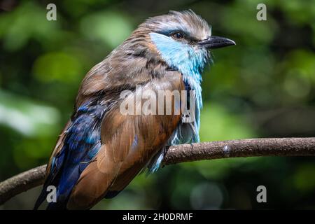 Gros plan d'un rouleau à queue de raquette (Coracias spatulatus), un bel oiseau d'Afrique de l'est. (ÉTATS-UNIS) Banque D'Images