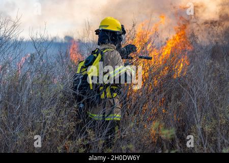 les pompiers qui mettent un feu de forêt Banque D'Images