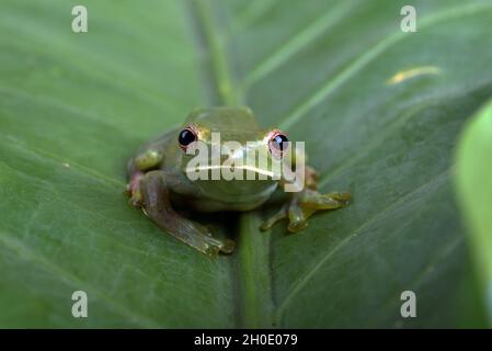 Grenouille volant de Malaisie sur une grande feuille Banque D'Images