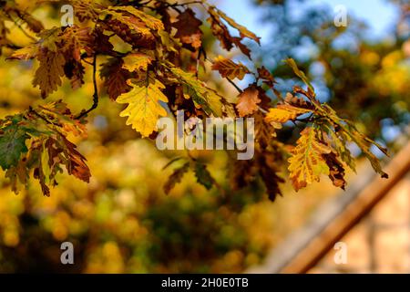 Feuilles d'automne colorées et lumineuses accrochées à un chêne dans un jardin automnal.Maison en arrière-plan flou.Belle scène d'automne nature.Mise au point très peu profonde. Banque D'Images