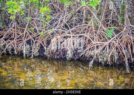 Les plantes de la mangrove dans la forêt humide de l'île en Ding Darling National Wildlife Refuge Banque D'Images