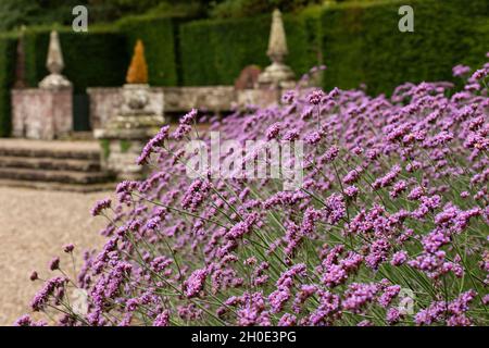 Fabuleuse exposition de Verbena dans le jardin italien du château de Glamis, Angus, Écosse. Banque D'Images
