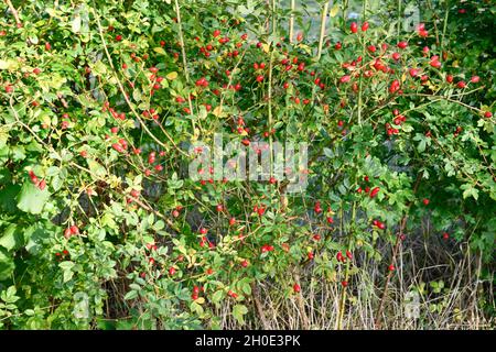 Rose Hip (Rosa rugosa) plante dans la haie Banque D'Images