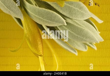 Gros plan de la fleur et du feuillage de l'EMU Bush (Eremophila glabra prostrate) sur fond jaune Banque D'Images