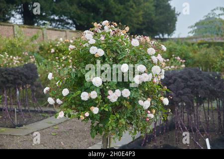 Petit animal de compagnie blanc Rosa croissant dans un jardin clos élisabéthain, Banque D'Images