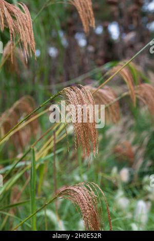 Herbe ornementale à feuilles caduques, du nom de Miscanthus nepalensis ou de l'himalayan Fairy Grass, photographiée dans le jardin de RHS Wisley, Surrey, Royaume-Uni. Banque D'Images