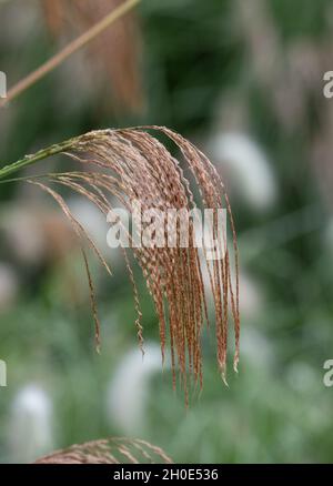 Herbe ornementale à feuilles caduques, du nom de Miscanthus nepalensis ou de l'himalayan Fairy Grass, photographiée dans le jardin de RHS Wisley, Surrey, Royaume-Uni. Banque D'Images