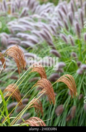 Herbe ornementale à feuilles caduques, du nom de Miscanthus nepalensis ou de l'himalayan Fairy Grass, photographiée dans le jardin de RHS Wisley, Surrey, Royaume-Uni. Banque D'Images