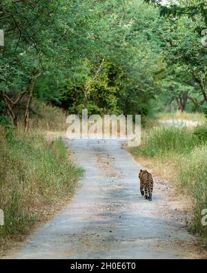 Profil arrière d'un léopard ou d'un panthère sauvage indien marchant sur une piste de jungle sur fond vert naturel pendant la saison de la mousson safari Banque D'Images