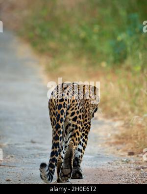 Profil arrière d'un léopard ou d'un panthère sauvage indien marchant sur une piste de jungle sur fond vert naturel pendant la saison de la mousson safari Banque D'Images