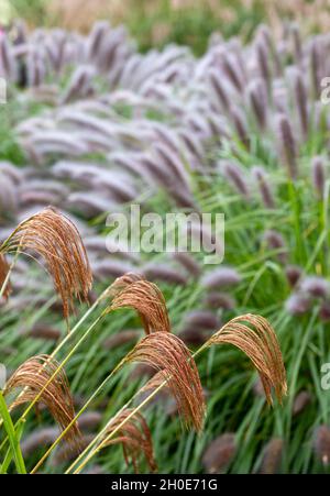 Herbe ornementale à feuilles caduques, du nom de Miscanthus nepalensis ou de l'himalayan Fairy Grass, photographiée dans le jardin de RHS Wisley, Surrey, Royaume-Uni. Banque D'Images