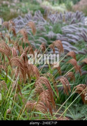 Herbe ornementale à feuilles caduques, du nom de Miscanthus nepalensis ou de l'himalayan Fairy Grass, photographiée dans le jardin de RHS Wisley, Surrey, Royaume-Uni. Banque D'Images