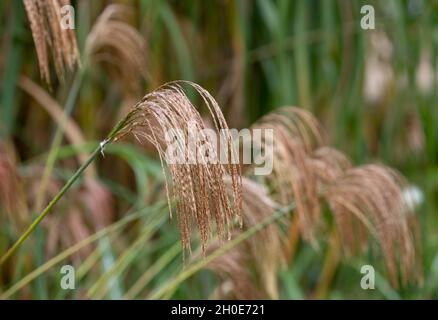 Herbe ornementale à feuilles caduques, du nom de Miscanthus nepalensis ou de l'himalayan Fairy Grass, photographiée dans le jardin de RHS Wisley, Surrey, Royaume-Uni. Banque D'Images