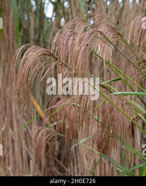 Herbe ornementale à feuilles caduques, du nom de Miscanthus nepalensis ou de l'himalayan Fairy Grass, photographiée dans le jardin de RHS Wisley, Surrey, Royaume-Uni. Banque D'Images