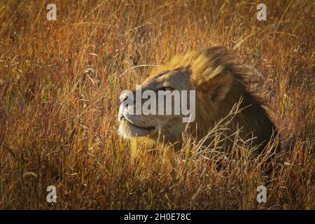 Le lion mâle se réveille du sommeil pour observer les lions qui s'approchent.En Afrique, la population de lions diminue rapidement.Au milieu des années 1980, la population était estimée à environ 200,000 habitants.Aujourd'hui il est 17,000 ou moins et en déclin. Banque D'Images