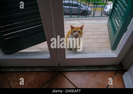 Rouge et blanc doux chat debout se fauchant derrière la porte de l'appartement et demandant à Entrez.Animal domestique Banque D'Images