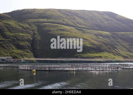 Élevage du saumon dans la baie de Vestmanna, l'île de Streymoy, les îles Féroé, la Scandinavie, l'Europe. Banque D'Images