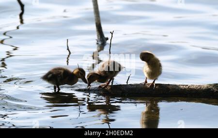 Welsh Harp, Brant Reservoir, nord de Londres.16.4.2020 photographe : Sam Pearce Banque D'Images