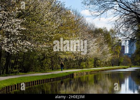 Promenade pittoresque au centre-ville (promenades de femmes, chemin de halage ensoleillé, arbres à fleurs blanches, réflexions sur l'eau) - canal de Leeds Liverpool, Yorkshire, Angleterre, Royaume-Uni. Banque D'Images