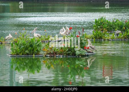 Colombo.22 septembre 2021.Photo prise le 22 septembre 2021 montre des pélicans sur des « îles flottantes écologiques » sur le lac Beira, Colombo, Sri Lanka.POUR ALLER AVEC le dispositif: 'Les îles flottantes écologiques' dans le lac Beira de Colombo crédit: Tang lu/Xinhua/Alamy Live News Banque D'Images