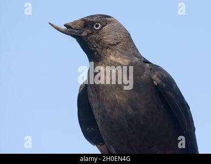 Portrait rapproché de la chastdaw occidentale (Corvus monedula) posant tout en ayant la difformité de bec Banque D'Images