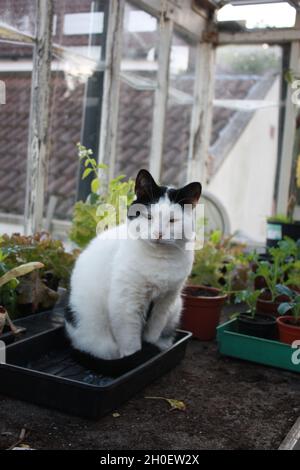 Un chat noir et blanc est assis dans une serre personnelle parmi les pots de plantes. Banque D'Images