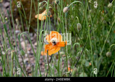 Une abeille bourdonneuse repose sur un coquelicot orange. Banque D'Images