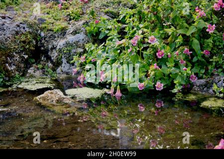 Les fleurs roses se penchent sur un étang avec un reflet dans l'eau claire. Banque D'Images