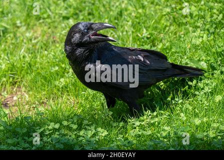 Photo d'un corax corax commun ou en latin corvus depuis le côté assis dans le cerclage d'herbe. Banque D'Images