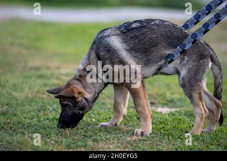 Un chiot Berger allemand de quatre mois en formation de suivi. Herbe verte en arrière-plan Banque D'Images