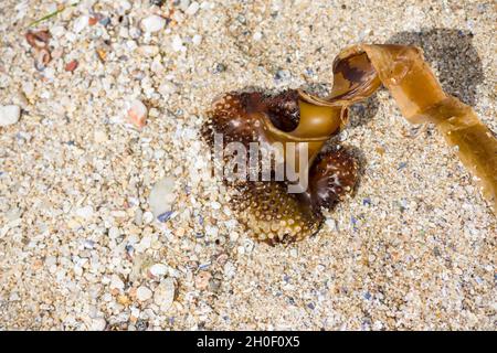 Algues de varech lavées sur la plage, Saccorhiza bulbosa, Galice, Espagne. Banque D'Images