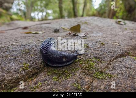 Limace noire sur un rocher près d'une rivière, Galice, Espagne. Banque D'Images