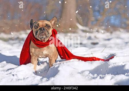 Adorable chien Bulldog français portant un foulard d'hiver chaud rouge debout dans la neige en hiver Banque D'Images