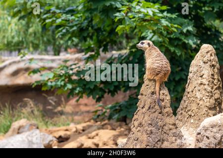 meerkat sur la garde, sur le termite Banque D'Images