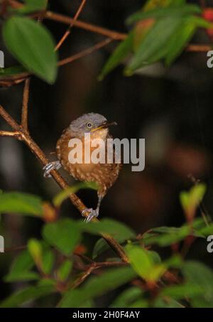 Laughingthrush à tête de cendrée (Garrulax cinereifrons) adulte perché sur la branche de la forêt de Sinharaja, SrilankaDécembre Banque D'Images