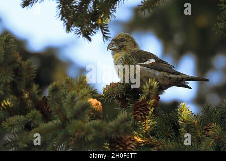 Crossbill à ailes blanches Banque D'Images