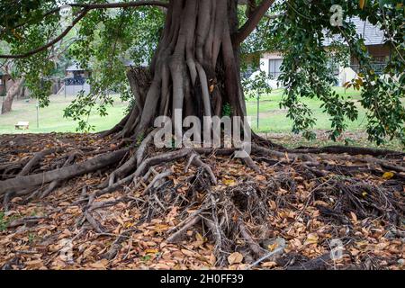 Grand arbre dans la forêt avec système racine exposé. Banque D'Images