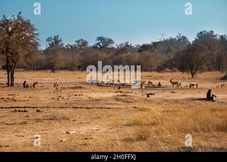 Paysage africain de savane avec impala et babouins de l'eau potable au loin. Banque D'Images