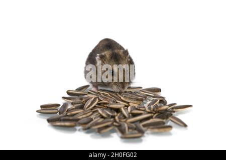 Hamster nain mignon mangeant des graines de tournesol isolées sur fond blanc. Banque D'Images