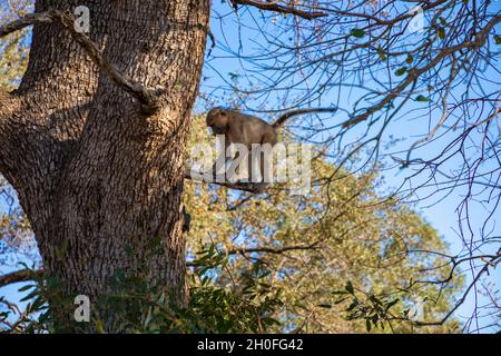 Vervet Monkey balançant dans un arbre dans le Bush africain. Banque D'Images