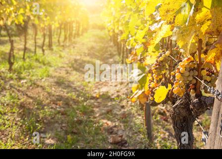 Pourriture noble d'un raisin de vin, raisins de botrytisation au soleil Banque D'Images