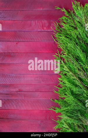 Texture des panneaux rouge et violet avec des branches de thuja vert.Noël, nouvel an.Verticale.Copier l'espace Banque D'Images