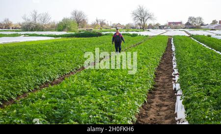 Oblast de Kherson, Ukraine - 1er mai 2021 : un fermier marche à travers un champ de plantation de pommes de terre après avoir enlevé la fibre agrofiber spunbond.Ouverture de jeunes pommes de terre pla Banque D'Images