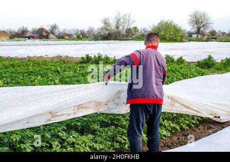 Oblast de Kherson, Ukraine - 1er mai 2021 : l'agriculteur retire la couverture agricole protectrice d'une plantation de pommes de terre.Durcissement des plantes à la fin du printemps.Agro Banque D'Images