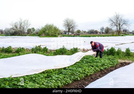 Oblast de Kherson, Ukraine - 1er mai 2021 : un agriculteur couvre une plantation de pommes de terre avec des fibres agricoles avant une nuit froide.Durcissement des plantes.Effet de serre FO Banque D'Images