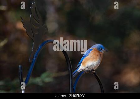 Photo sélective d'un Bluebird de l'est perché sur un rail dans un jardin Banque D'Images