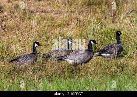 Cackling Geese, Branta hutchinsii, à la réserve naturelle nationale Billy Frank Jr. Nisqually, État de Washington, États-Unis Banque D'Images