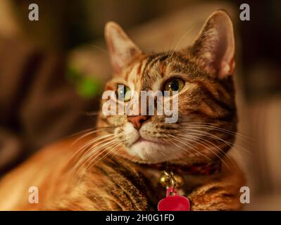 Adorable tabby orange dans une posture tranquille, dans un portrait spontané, regardant légèrement hors de l'appareil photo, dans une lumière douce. Banque D'Images